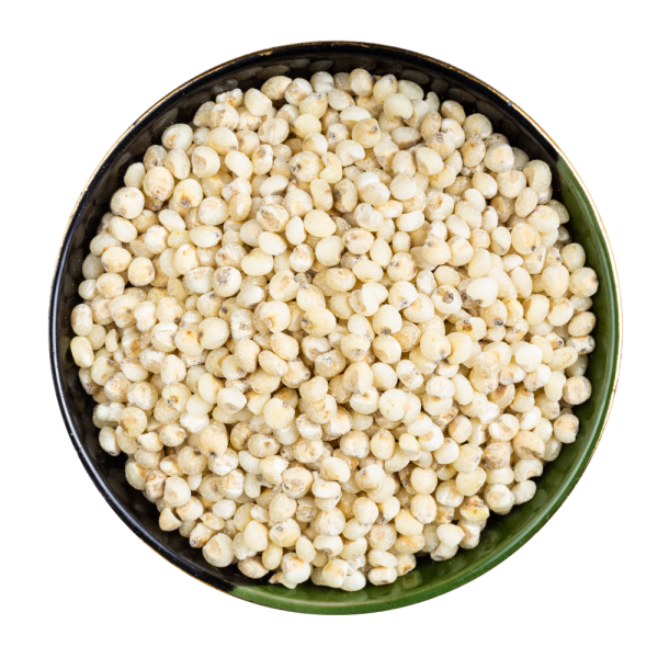 Sorghum (Jowar)